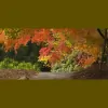 Center for Comprehensive Counseling